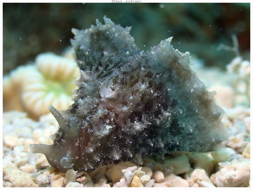 Dolabella auricularia observed 2026-10-24