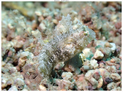 Petroscirtes mitratus observed 2026-10-24