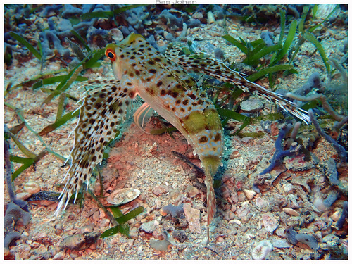 Dactyloptena observed 2026-10-24