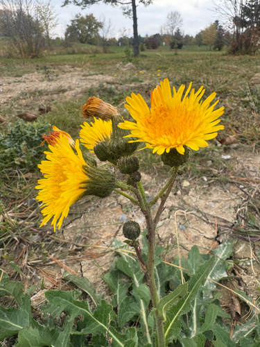 Sonchus arvensis observed 2026-10-26