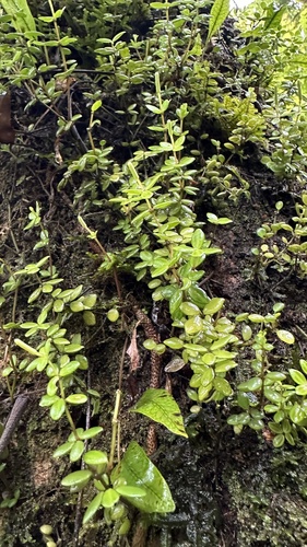 Peperomia tetraphylla observed 2026-10-26