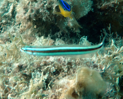 Plagiotremus rhinorhynchos observed 2026-10-26