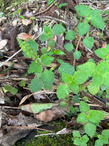 Coleus observed 2026-10-27