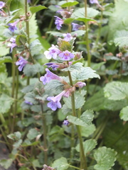 Glechoma hederacea