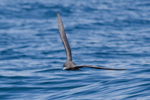 Puffinus carneipes observed 2026-10-25