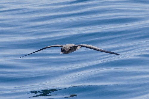 Puffinus carneipes observed 2026-10-25