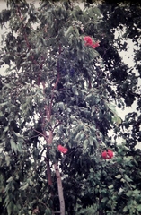 Corymbia ptychocarpa