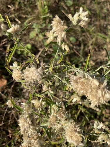 Pseudognaphalium obtusifolium observed 2026-10-26