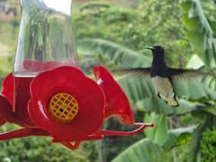 Florisuga
