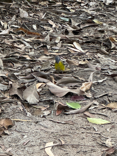 Eopsaltria australis, 2026-10-27