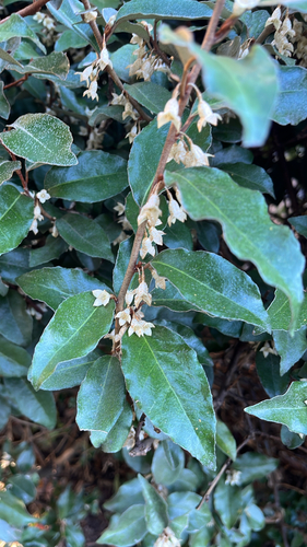 Elaeagnus pungens, 2026-10-26