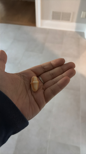Cyphoma observed 2026-10-26