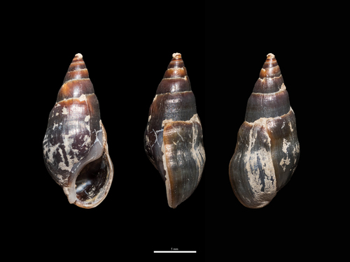Melanopsis etrusca, 2026-10-05