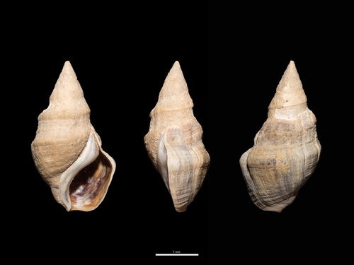 Melanopsis etrusca, 2026-10-05