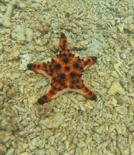 Oreaster observed 2026-10-27