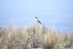 Muscisaxicola frontalis