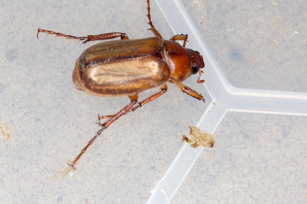 Amadotrogus insubricus