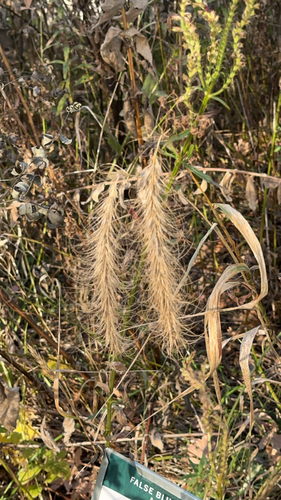 Elymus canadensis observed 2026-10-26