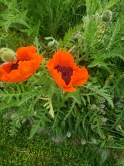 Papaver orientale