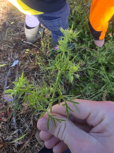 Geranium dissectum observed 2026-10-27