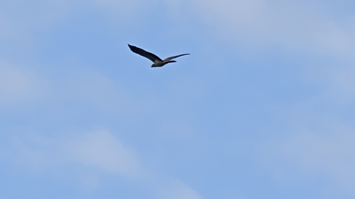 Haliastur sphenurus observed 2026-10-27