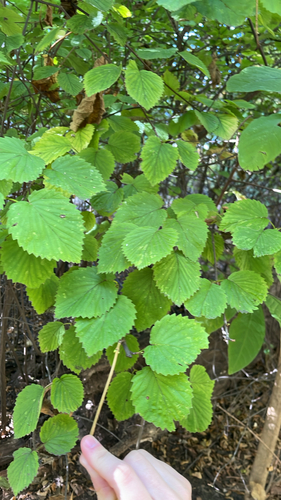 Viburnum dentatum observed 2026-10-23
