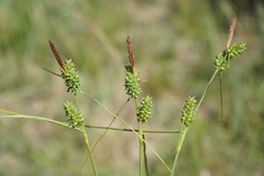 Carex extensa