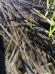 Sclerotinia sulcata