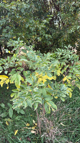 Sambucus canadensis observed 2026-10-26