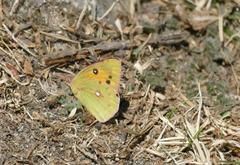 Colias fieldii