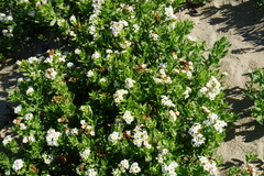 Tournefortia sibirica