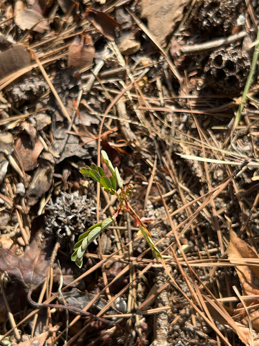 Phyllanthus urinaria observed 2026-10-26