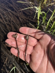 Sclerotinia sulcata