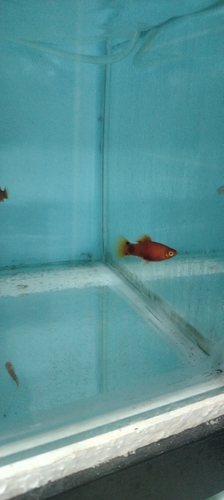 Platy