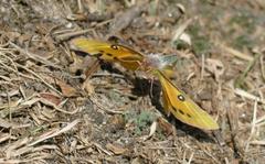 Colias fieldii
