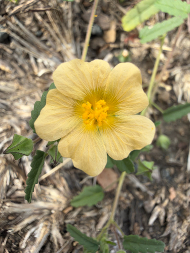 Sida abutilifolia observed 2026-10-26