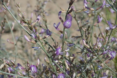 Astragalus hyrcanus