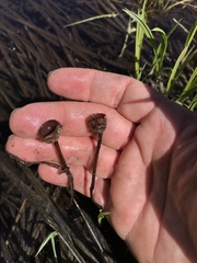Sclerotinia sulcata