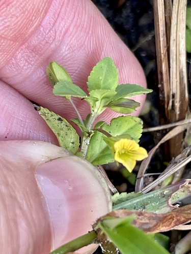 Bacopa observed 2026-10-26