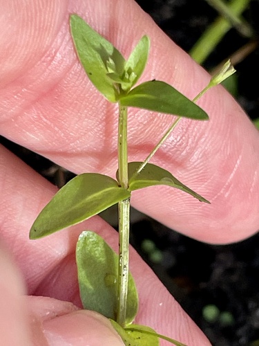 Lindernia observed 2026-10-26