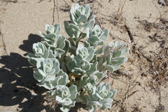 Convolvulus persicus