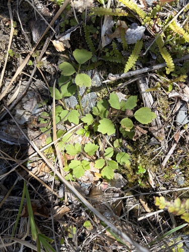 Ranunculus reflexus observed 2026-10-24