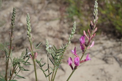 Astragalus brachylobus