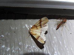 Plagodis phlogosaria