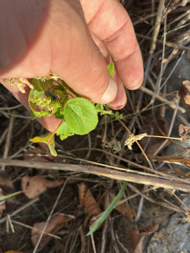Acalypha observed 2026-10-26