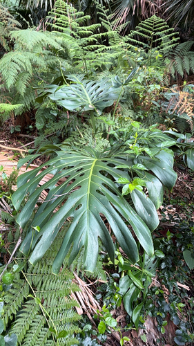Philodendron observed 2026-10-27