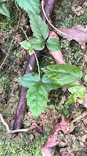Cephalaralia cephalobotrys observed 2026-10-27