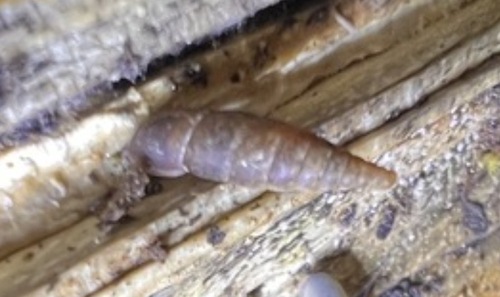 Clausilia observed 2026-10-25