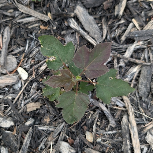 Passiflora foetida observed 2026-10-26