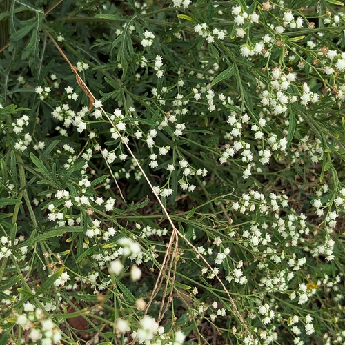 Parthenium hysterophorus observed 2026-10-26